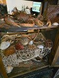 Taxidermy sea creatures collection