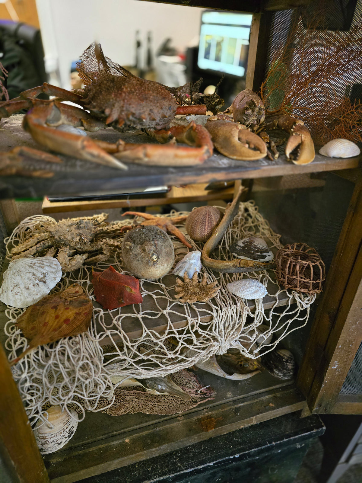 Taxidermy sea creatures collection
