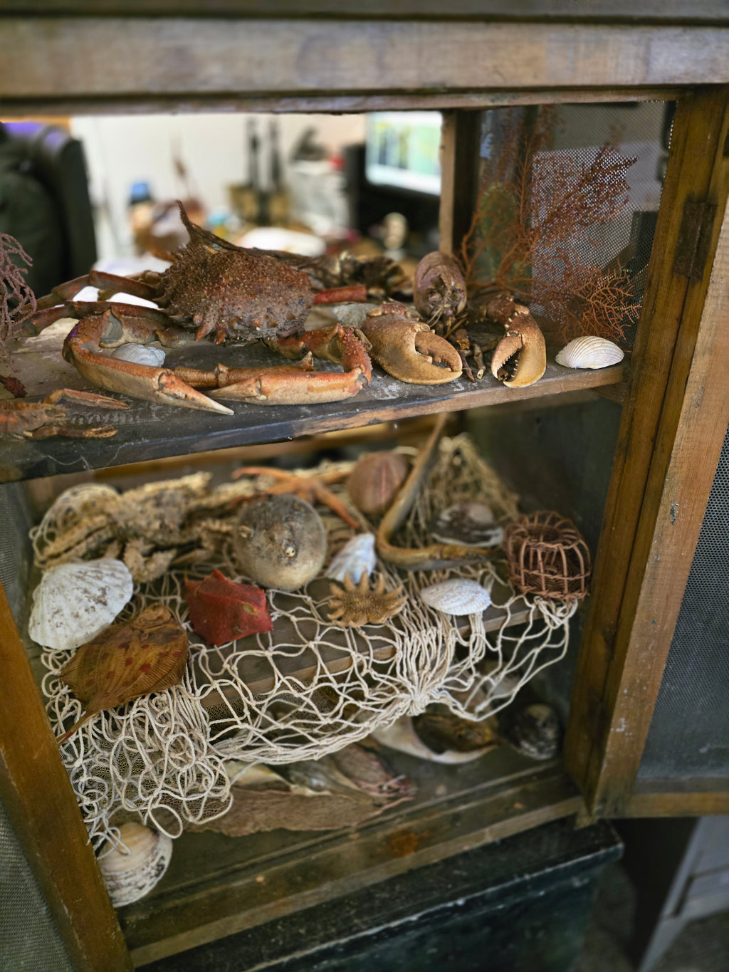 Taxidermy sea creatures collection