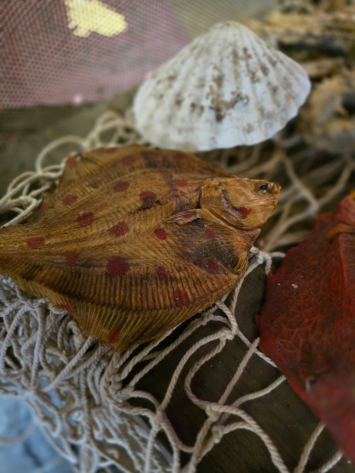 Taxidermy sea creatures collection