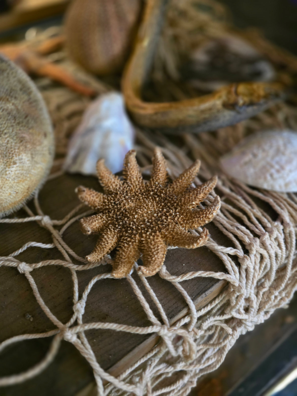 Taxidermy sea creatures collection