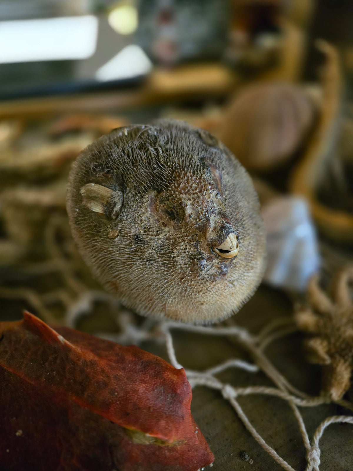 Taxidermy sea creatures collection